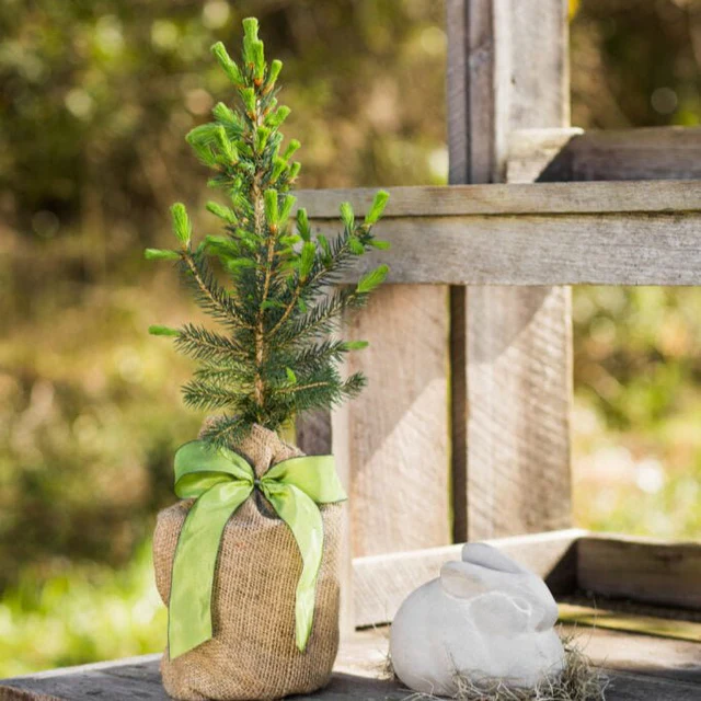 Send a Tree in Memory: A Beautiful Tribute to Cherished Lives